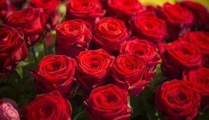 Beautiful red roses