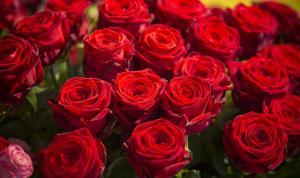 Un bouquet de roses rouges pour la Saint-Valentin