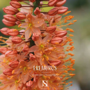 eremurus