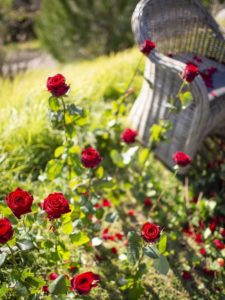 Valentine's Day in Monaco with Narmino Fleurs