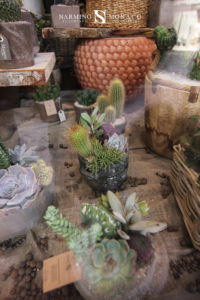 Cacti and succulents Narmino Monaco