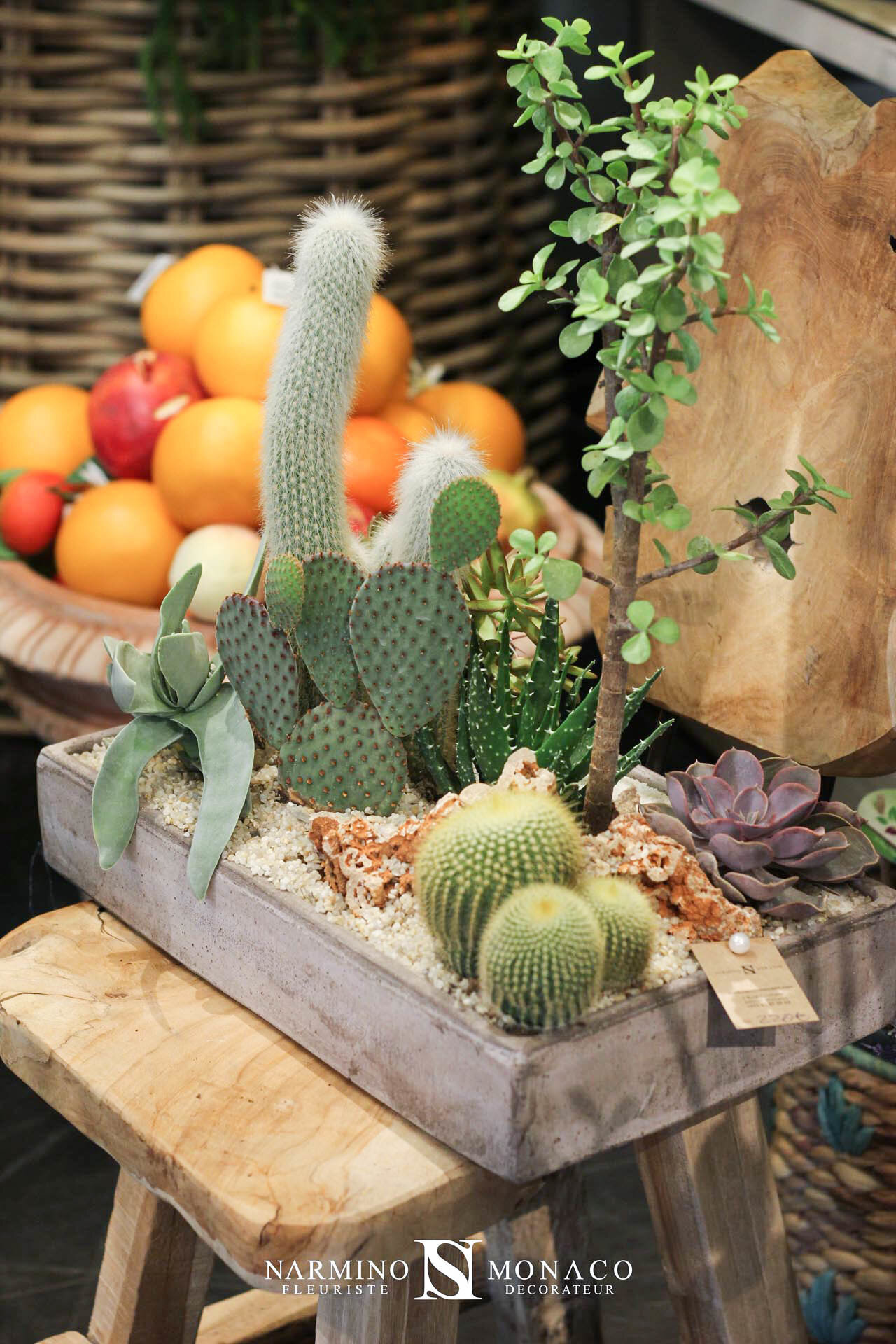 Cactus et plantes grasses à notre boutique Grimaldi