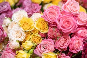 De belles roses aux couleurs gaies